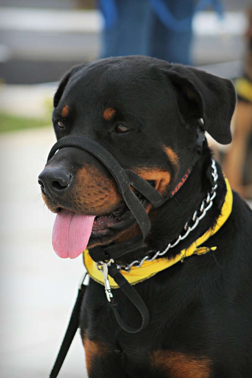 rottweiler, nature, pet